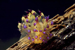 What a beauty!!! Nudibranch Janoulos Sp. taken in Anilao,... by Patrick Neumann 